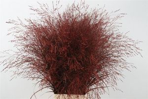 FEUIL. PANICUM TEINTE 90